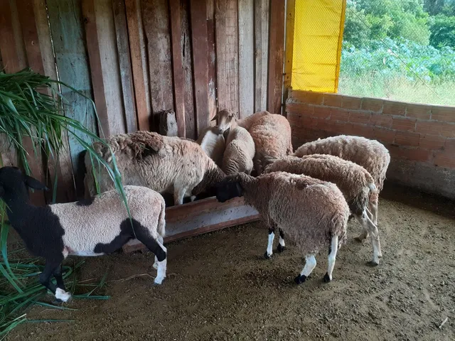 Ovelhas 
