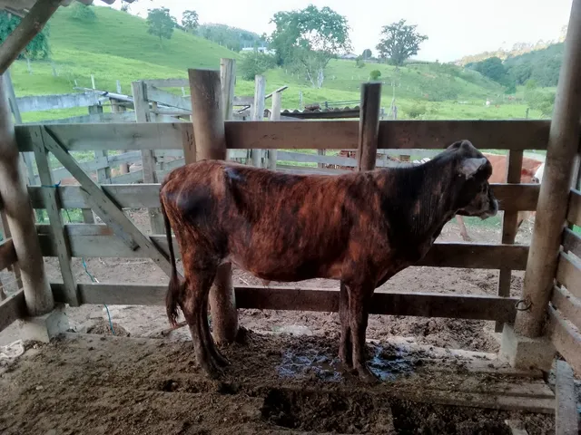 Vendo tourinho