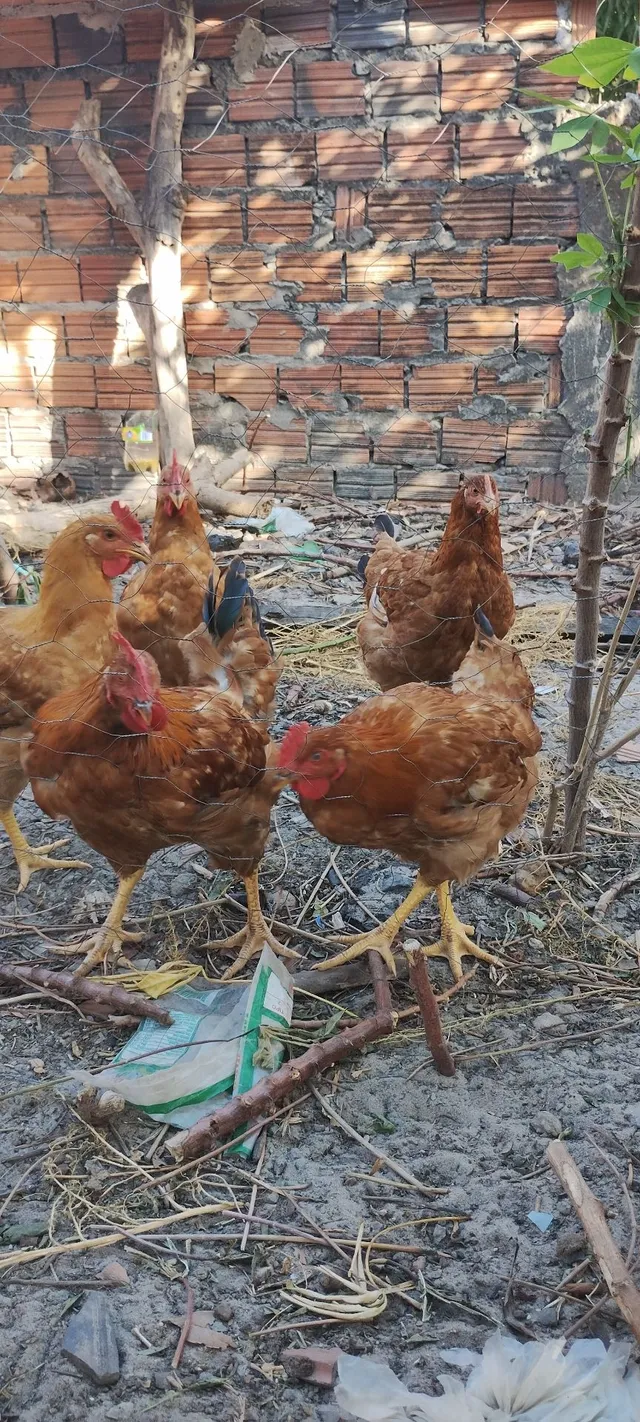 franguinhos