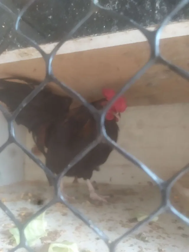 Garnize da raça suro barbado
