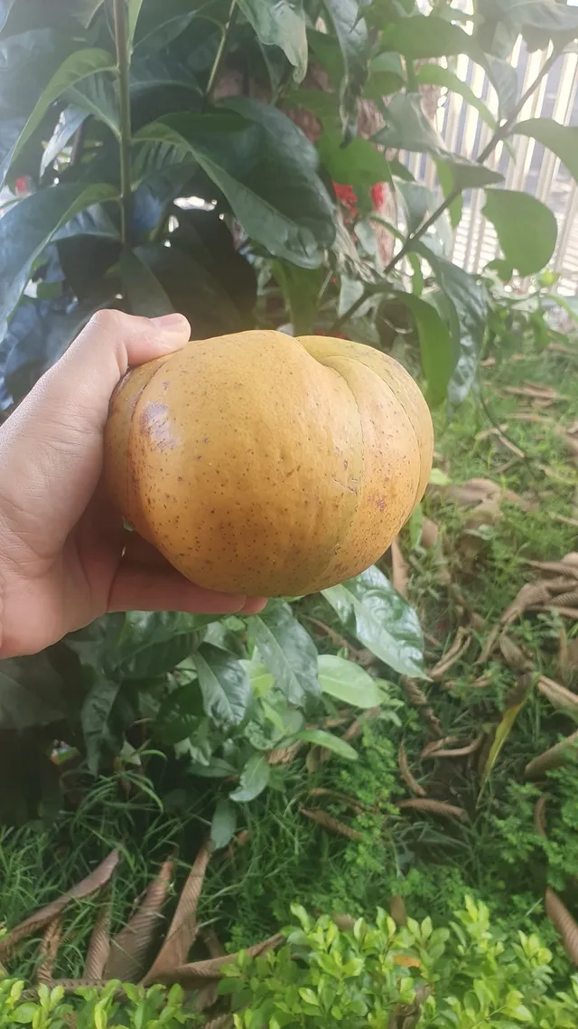 Fruta Maçã de Elefante 