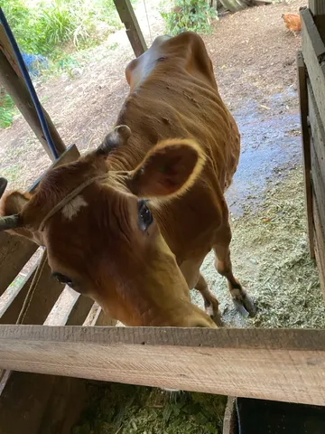 Vacas e novilho 