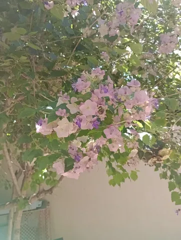 Chapeu Chines Roxo (Karomia tettensis) - Mudas de 1 metro com flores