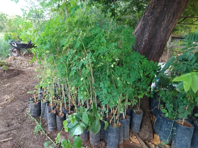 Mudas de moringa oleifera
