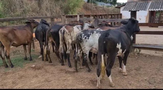 Vende se 10 novilhas leiteiras 