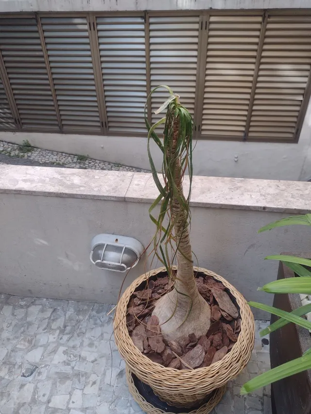 Planta pata de elefante 