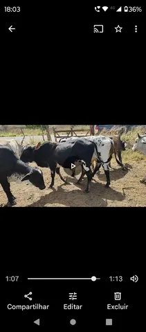 GARROTES PARA VENDA