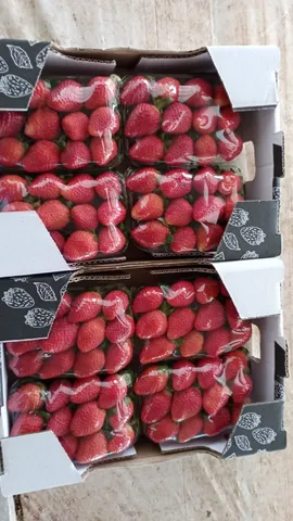Morango direto do produtor 