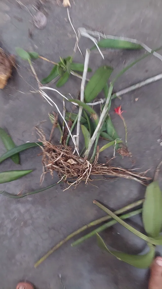 Orquídeas pra vende
