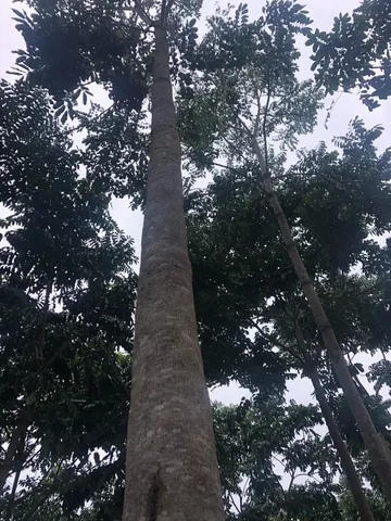 Floresta mogno africano 