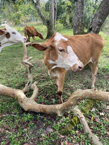 vendo duas hereford 