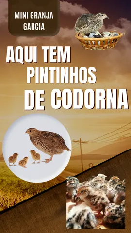 Pintinhos de codorna e ovos 