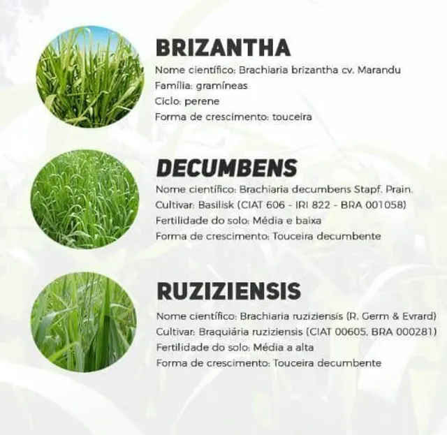 Sementes de pastagem em Geral 