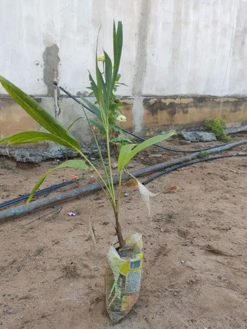 Muda Palmeira imperial 70 cm
