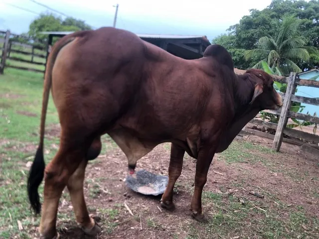 Tourinho Sindi (Pium-TO)