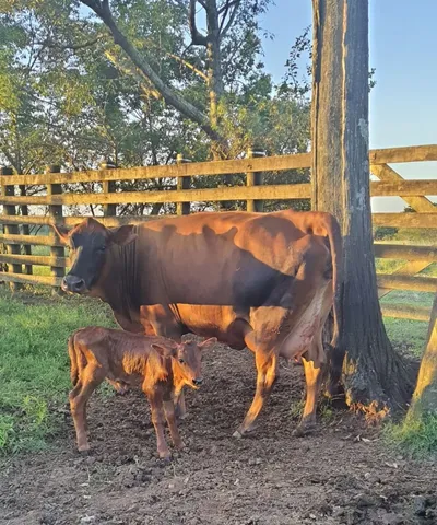 Vaca cria ao pè