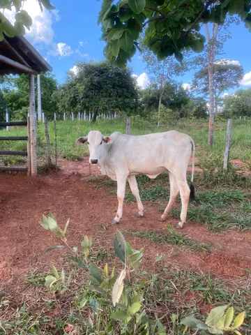 Novilhas