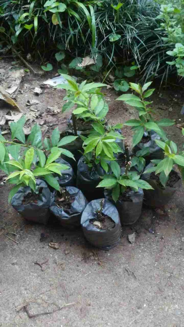 Ora-pro-Nobis e Poejo(Mentha pulegium)