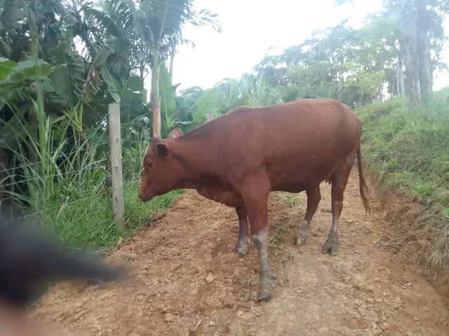Novilha angus