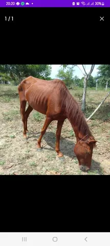 Estou vendendo essa égua 
