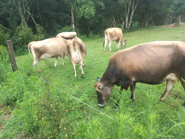 Vendo 12 vacas de leite produzindo