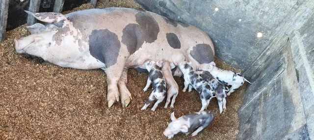 Porca de cria