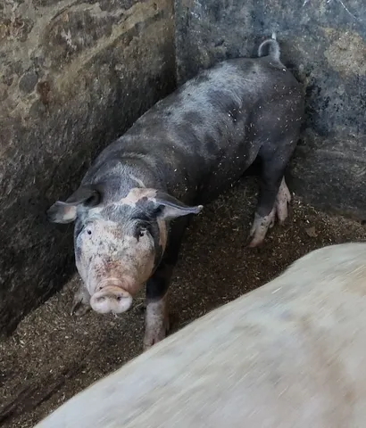 Leitão pietrain 