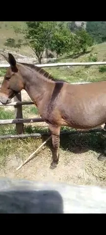Burro 