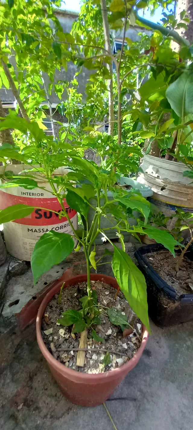 Pimenta dedo de moça. Ótima pra saladas. 