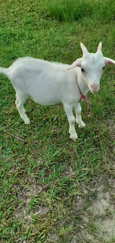Vendo Lindo Cabritinho