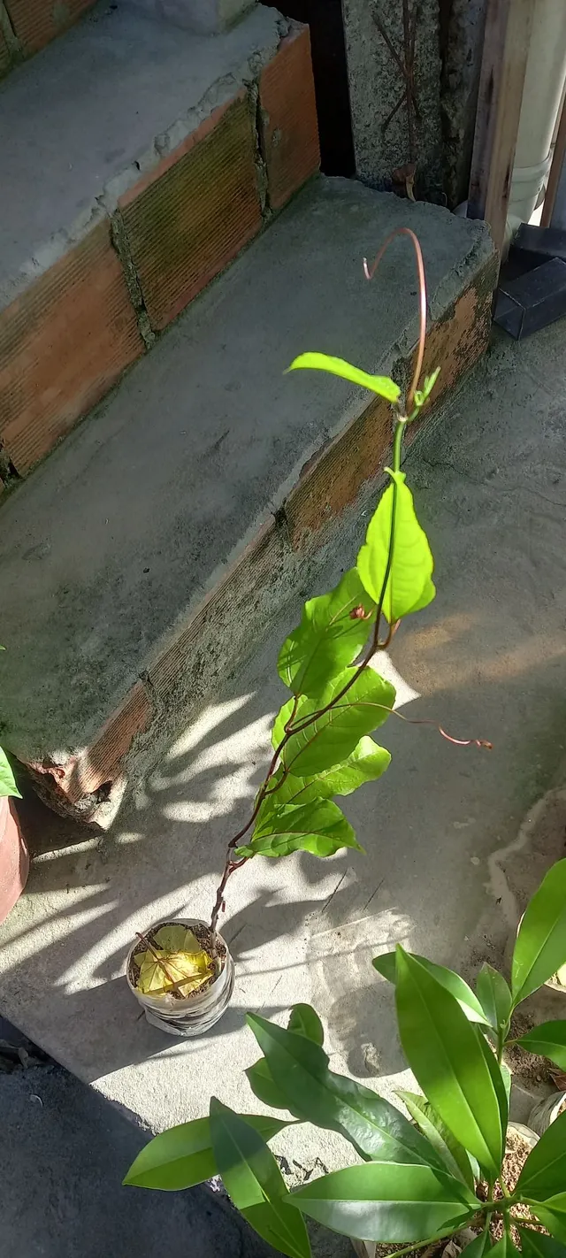 Maracujá muda. 