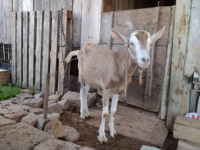 Cabrito 
