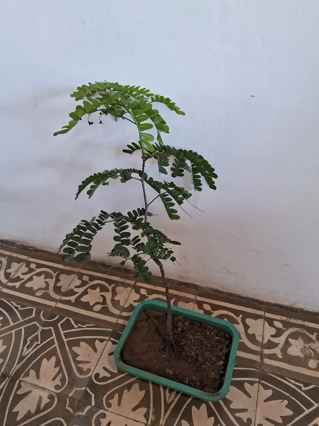 Bonsai de Pau Brasil 