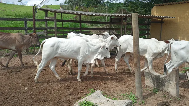 Bezerras