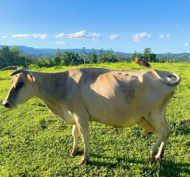 Vaca Jersey