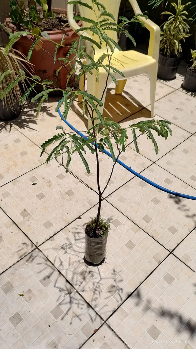 Muda de Tamarindo 1.10 cm