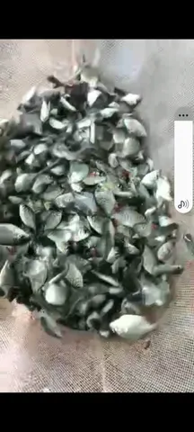 Alevinos peixes