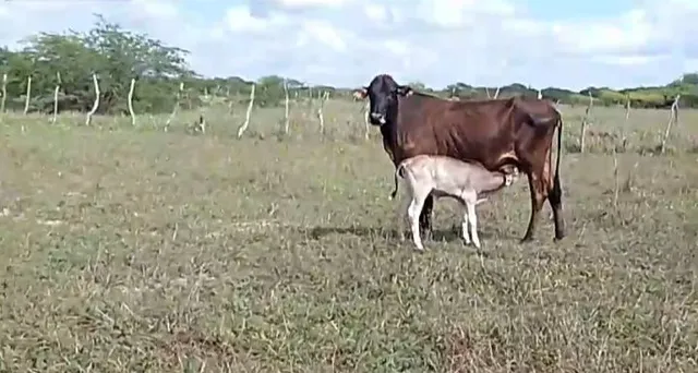 Vaca com bezerra 
