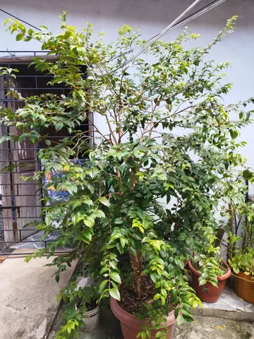 Pé de jabuticaba 