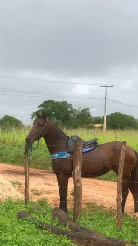 Cavalo manso 