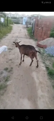 VENDE-SE 2 CABRAS 