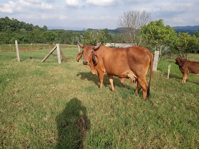 Troco vaca por terneiros 