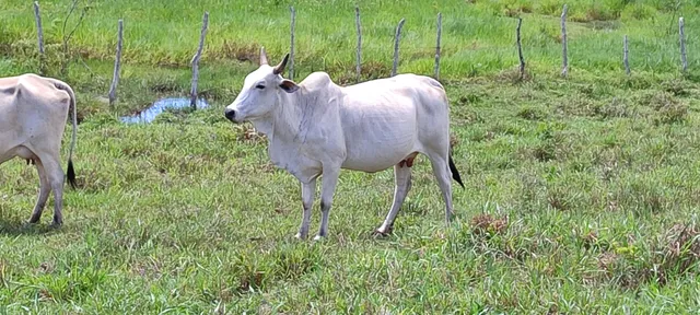 Vendo gado