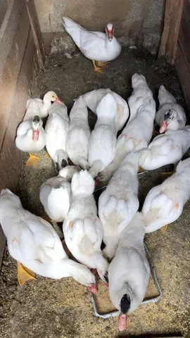 vendo pato 