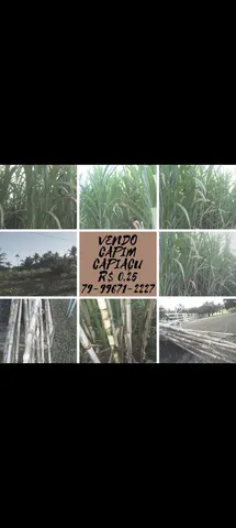 FICAR SEM VOLUMOSO NUNCA MAIS , COMPRE GEMAS DO BRS CAPIAÇU O CAPIM ELEFANTE DA EMBRAPA 