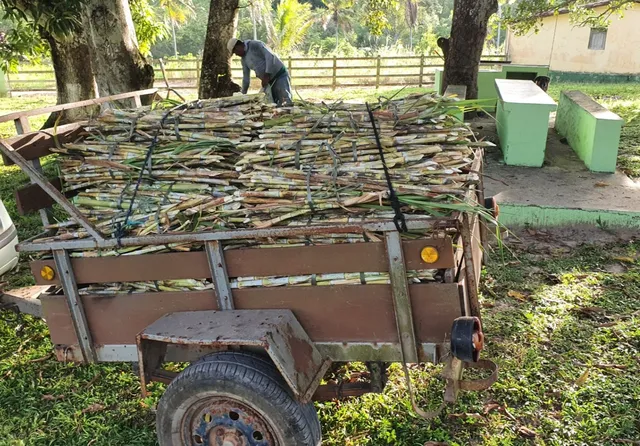 NAO SOFRA COM FALTA DE CAPIM , PLANTE JA O BRS CAPIAÇU 