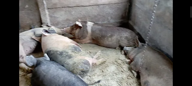 Porcos Gordos 