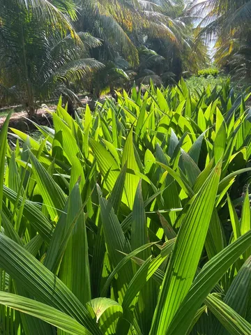 Mudas frutíferas 