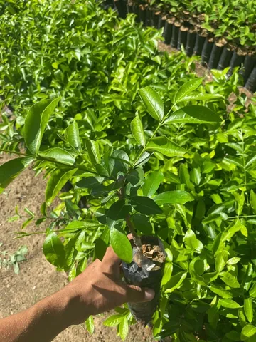 Mudas frutíferas 
