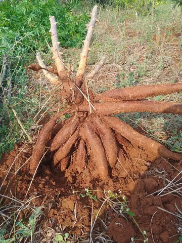 Temos rama e mandioca amarela de mesa 